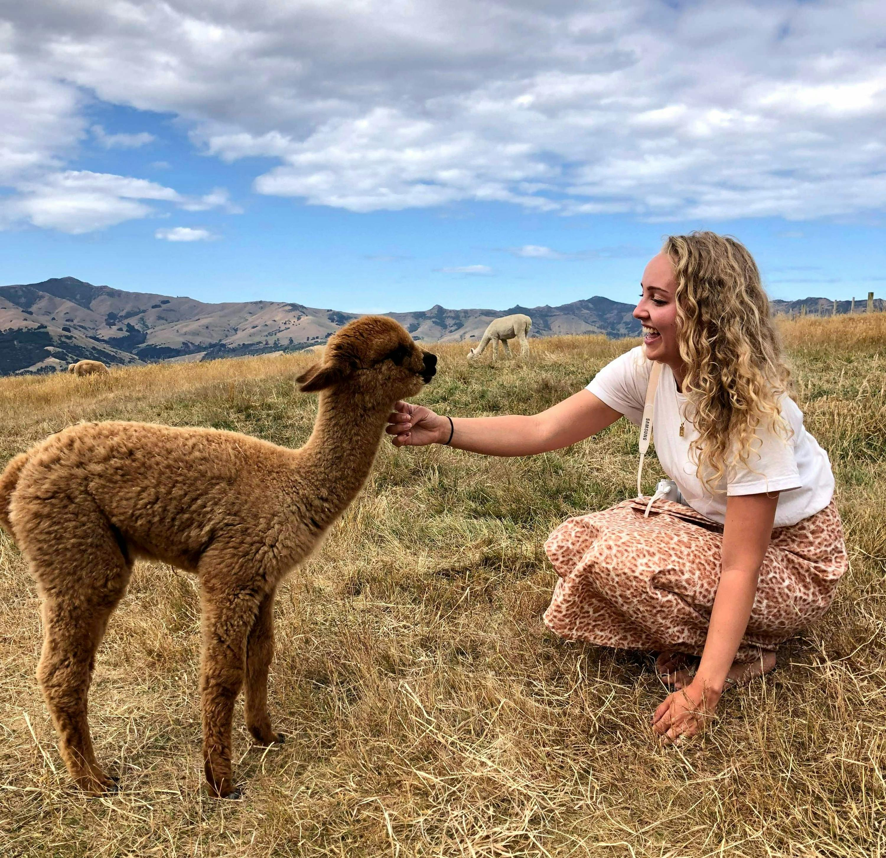 Akaroa Shamarra Alpaca Farm: Guided Tour - Photo 1 of 10